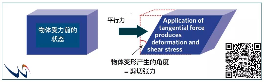 剪切力.jpg